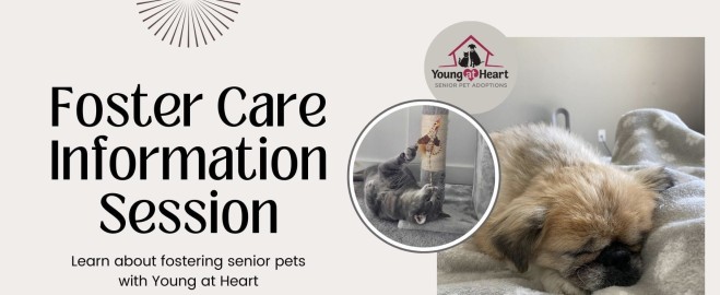  Discover Exceptional Care at Olive Branch Pet Hospital: Your Pet's Home Away from Home